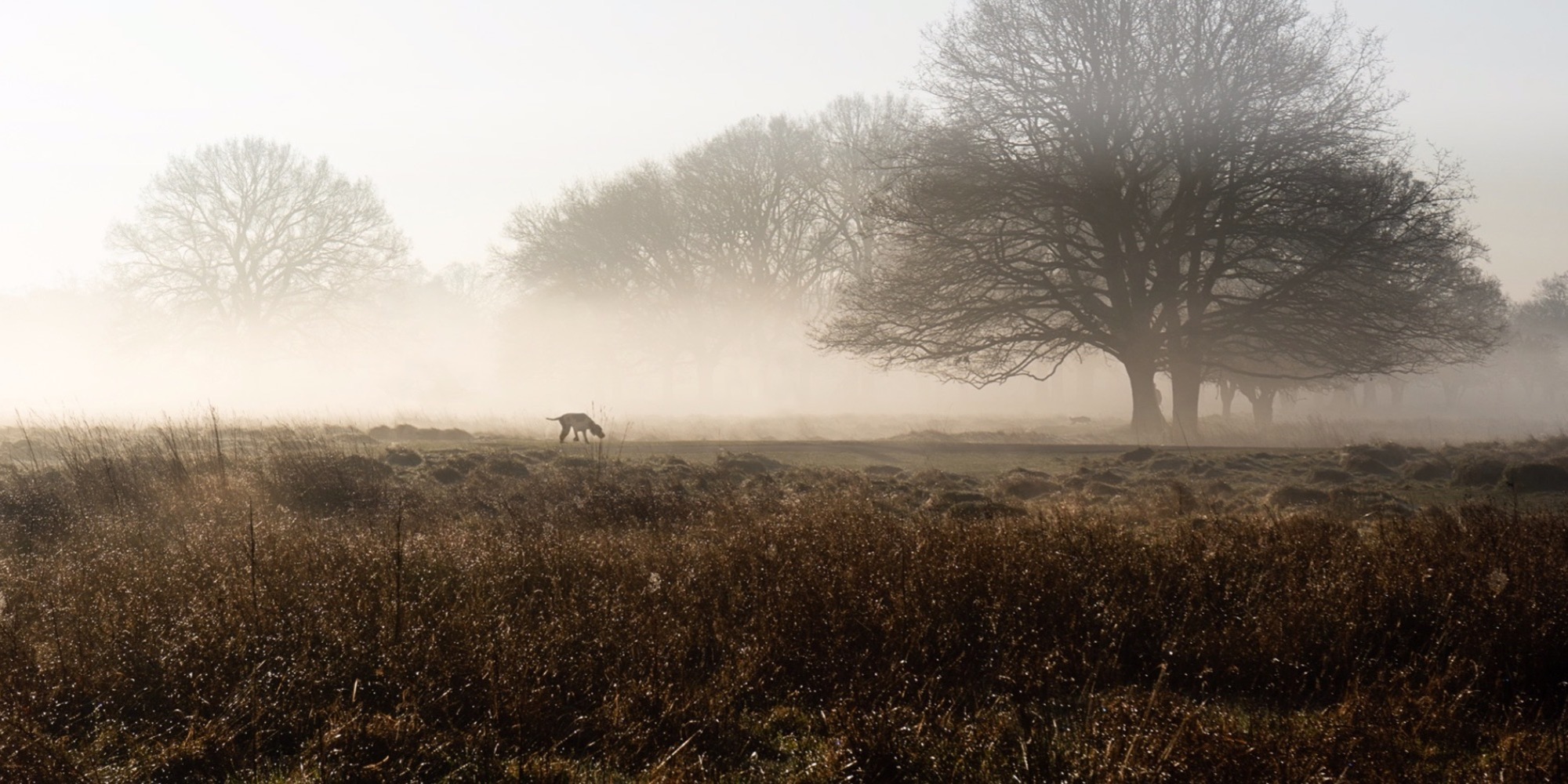 Image of the EJ dog walking in the mist