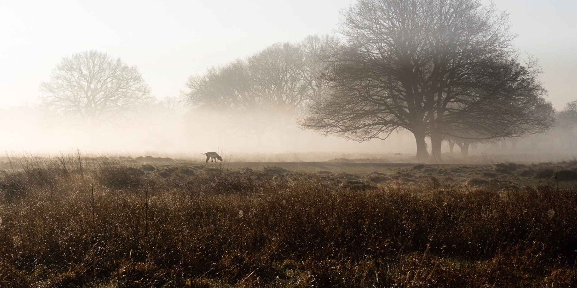Image of the EJ dog walking in the mist